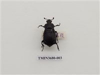 藏品(埋葬蟲)的圖片